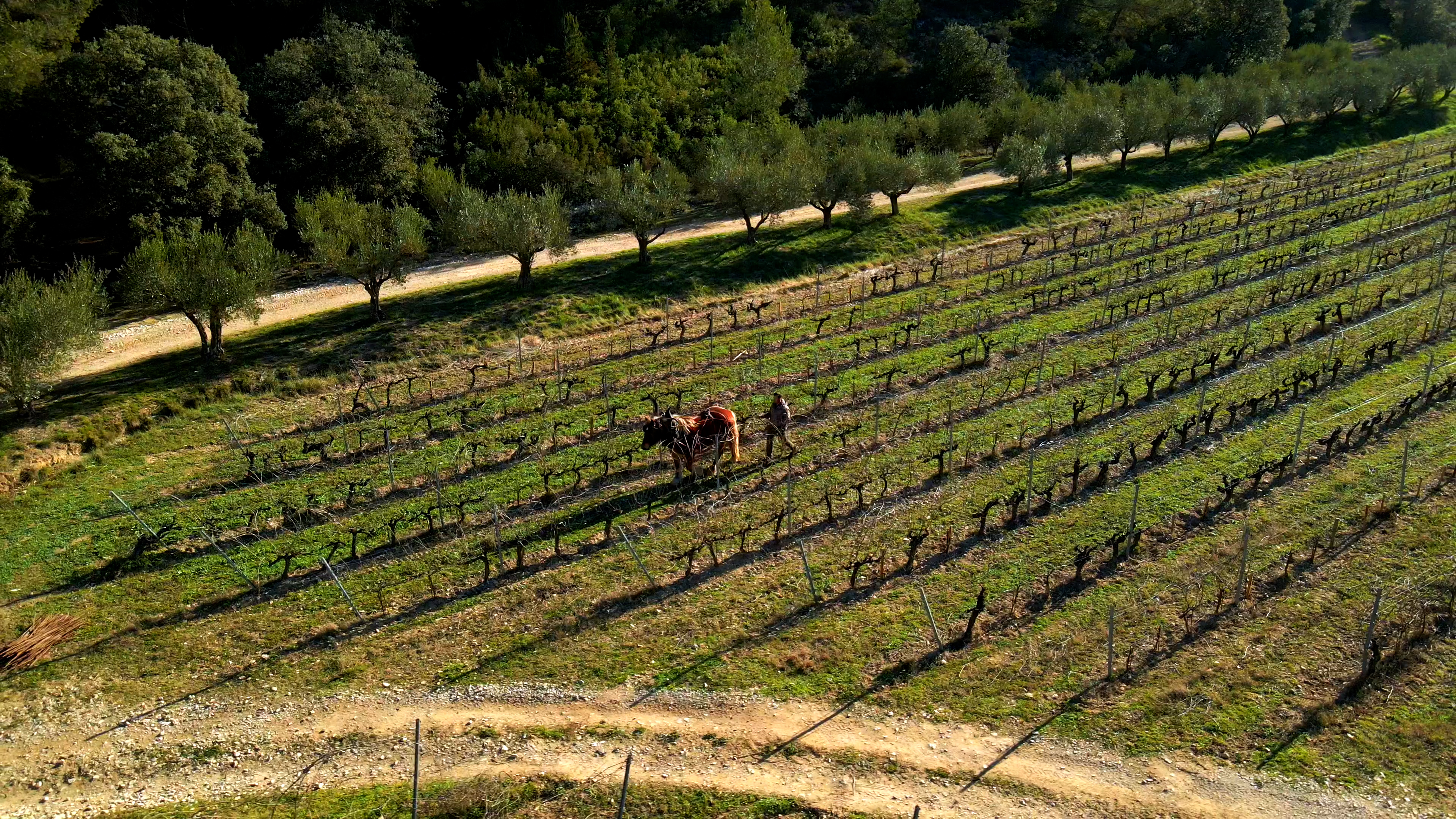 Vignes et cheval
